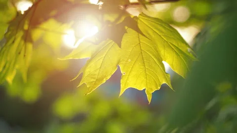 Maple leaves on sunset at spring time Stock Footage 130896109
