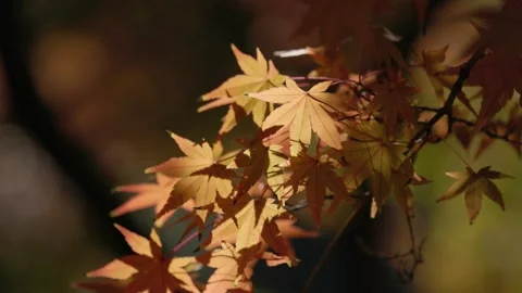 Maple leaves in the sunshine Stock Footage 297605493