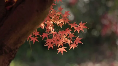 Maple leaves in the sunshine Stock Footage 297605620