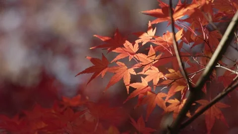 Maple leaves in the sunshine Stock Footage 297605780