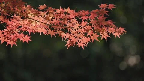 Maple leaves in the sunshine Stock Footage 297605784