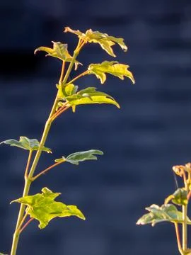 Maple leaves in the sunshine Stock Photos