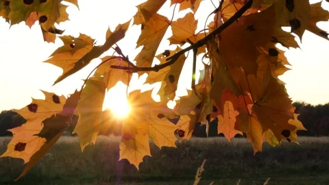 Maple leaves sway against the backdrop of the sparkling sun and clear sky. Stock Footage 290242209