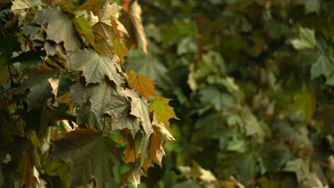 Maple leaves sway in the wind, changing focus Stock Footage 134073861