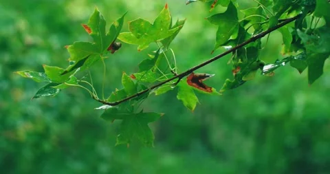 Maple leaves sway in the wind-close up Stock Footage 234053778