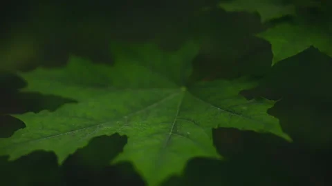 Maple leaves sway in the wind, creating a beautiful close-up of a summer for Stock Footage 275092613