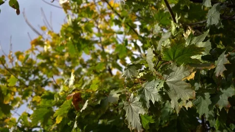 Maple leaves swaying on wind on blue sky background at fall sunny day Video stock 122671351