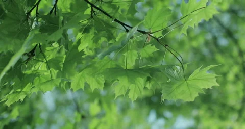 Maple, leaves swaying in the wind, changing focus plans. Stock Footage 130344824