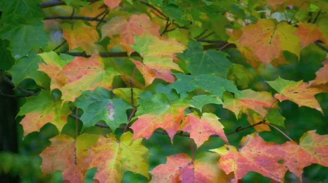 Maple leaves swaying in the wind  Stock Footage 532570