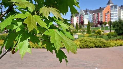 Maple leaves swaying in the wind Video stock 75390236