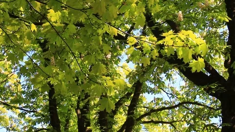 Maple leaves swaying in the wind Stock Footage 89666918