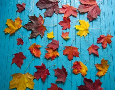 Maple leaves on the table Stock Photos