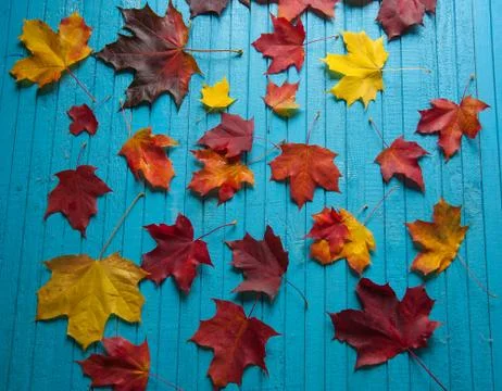 Maple leaves on the table Stock Photos