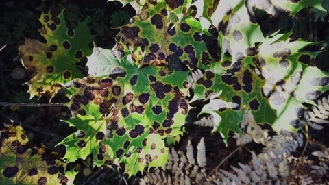 Maple leaves with tar spot disease Stock Footage 139740988