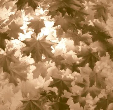 Maple leaves texture background Stock Photos