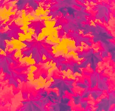 Maple leaves texture background Stock-Fotos