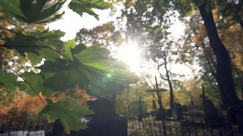 Maple leaves through the sun beams at the old cemetery Stock-Footage 155580780