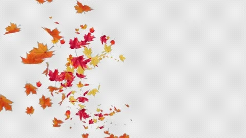 Maple Leaves Trail 4 Clip Stock Footage 219375376