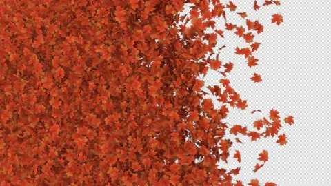 Maple Leaves Transition. Stock Footage 218587371