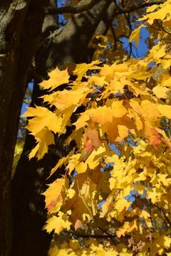 Maple leaves on a tree in the autumn forest. Stock Photos