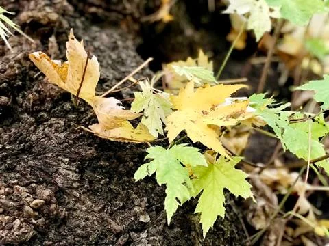 Maple leaves on the tree bark Stock Photos