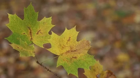 Maple leaves on tree branch swaying gently in autumn breeze with soft blurr.. Stock Footage 342439690