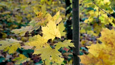 Maple leaves on tree branches sway in wind on sunny autumn day. Stock Footage 299312043