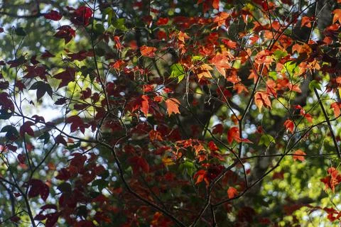 Maple leaves on the tree in the Phu Hin Rong Kla National park Phitsanulok, T Stock Photos
