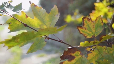 Maple leaves on the tree sway in the wind in the rays of the fall setting sun. Stock Footage 315180318