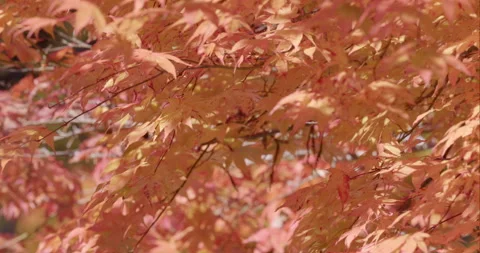 Maple leaves turnd red in the fall Pan Left to Right Stock Footage 166775556