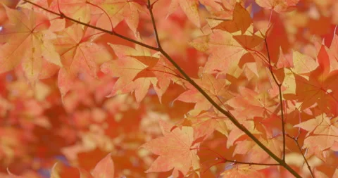 Maple leaves turnd red in the fall FIX Stock Footage 166775794