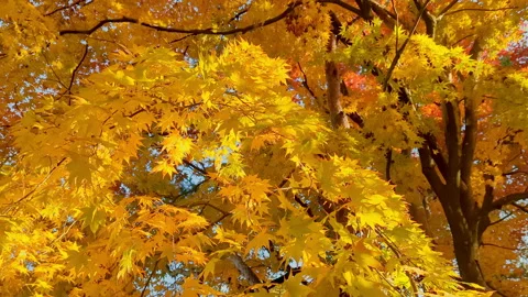 Maple leaves turnd yellow in the fall Stock Footage 166774840