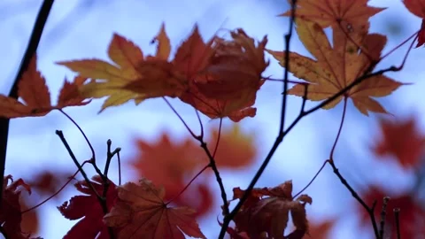 Maple leaves turned orange because of autumn Stock Footage 152973625