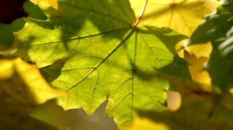 Maple leaves turning yellow on tree in autumn Video stock 43973270