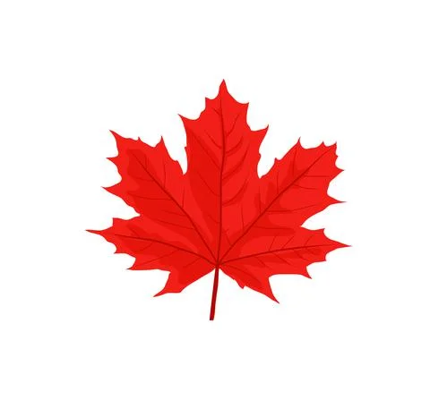 Maple leaves vector illustration Stock Illustration