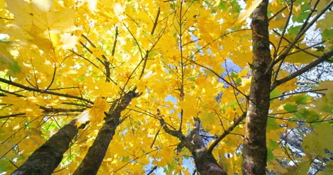 Maple Leaves Vertical Rise into Treetop in Autumn with Slow Roll Stock Footage 219448683