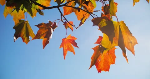 Maple leaves in warm sunlight Stock Footage 318796311