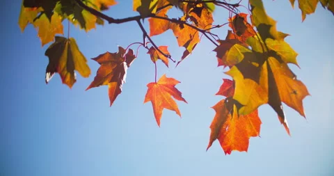 Maple leaves in warm sunlight Stock Footage 318796370