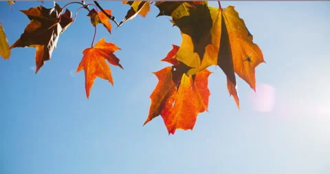 Maple leaves in warm sunlight Stock Footage 318796425