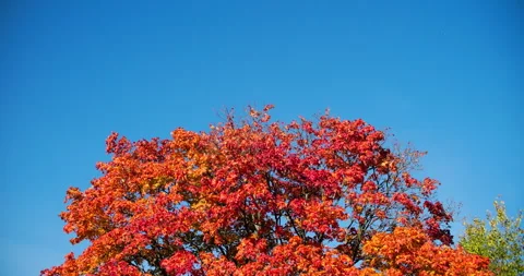 Maple leaves in warm sunlight Stock Footage 318797987