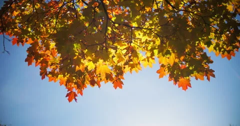 Maple leaves in warm sunlight Stock Footage 318798621
