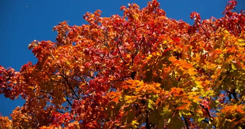 Maple leaves in warm sunlight Stock Footage 318798700