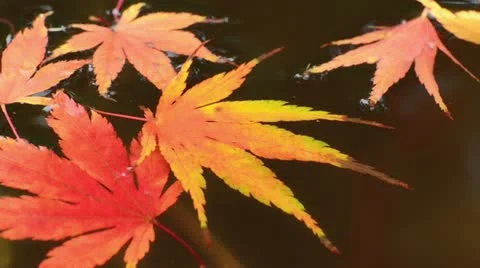 Maple leaves in the water Stock Footage 12983332