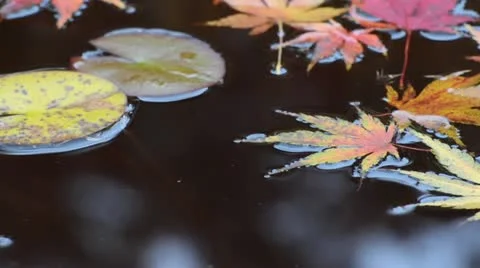 Maple leaves in the water Stock Footage 12984695