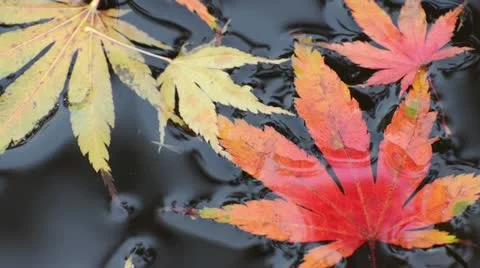 Maple leaves in the water Stock Footage 12986171