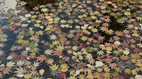 Maple leaves in the water Stock Footage 18008183