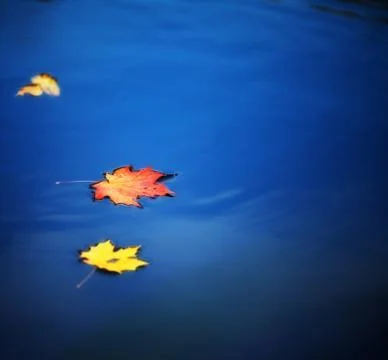 Maple leaves on water Stock Photos