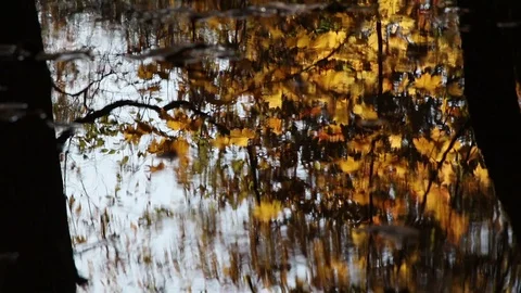 Maple leaves water reflections Stock Footage 103829542