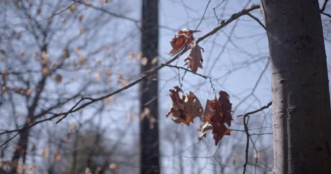 Maple leaves waving in breeze on a cold sunny winter day Stock Footage 139990715