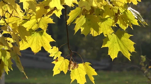 Maple leaves waving - HD Stock Footage 42648751